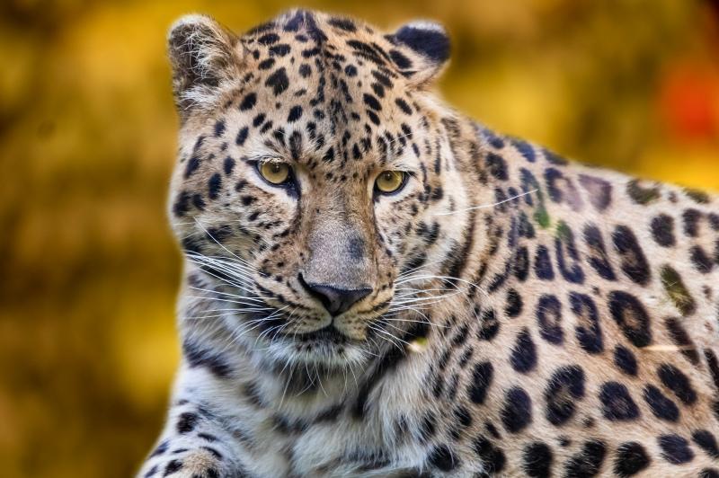 jaguar picture face closeup 
