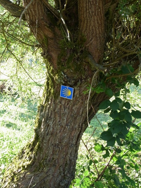 jakobsweg shell tree