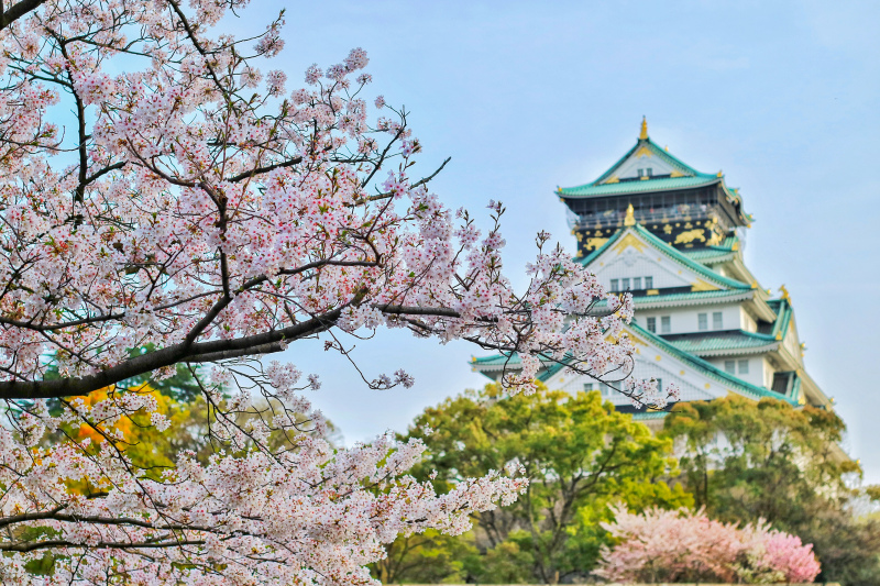 japan scene picture elegant cheery blossom temple architecture 