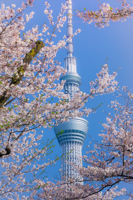 japan scenery picture blooming flowers tower architecture 