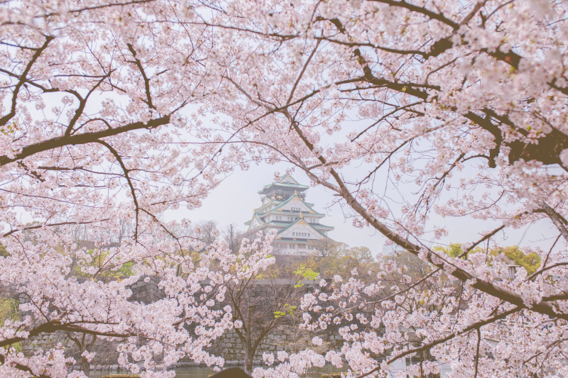 japan scenery picture blooming sakura castle scene 