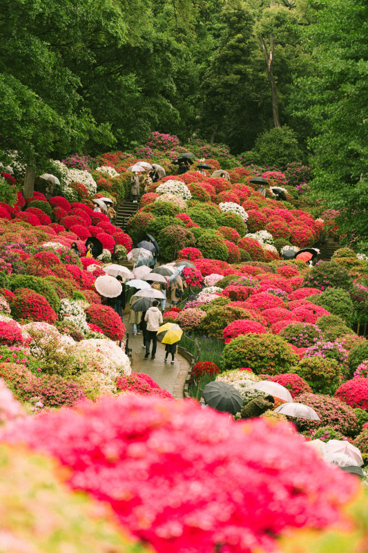 japan scenery picture crowded people colorful garden 