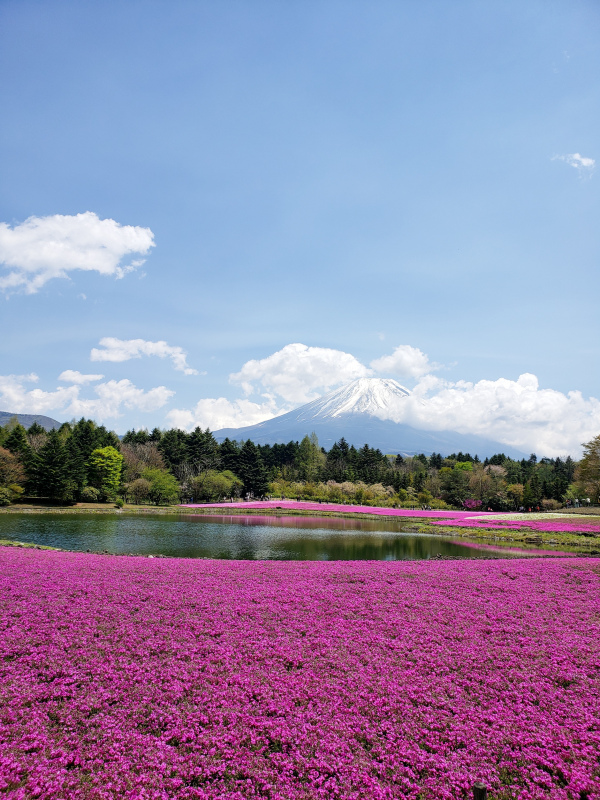 japan scenery picture elegant garden scene 