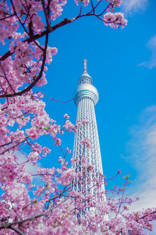 Japan scenery picture modern architecture cherry blossom 