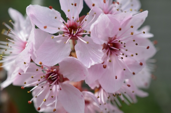 japanese cherry blossom cherry blossom spring