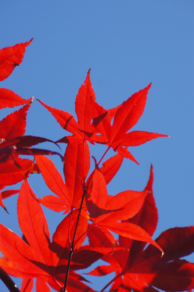 japanese maple leaves