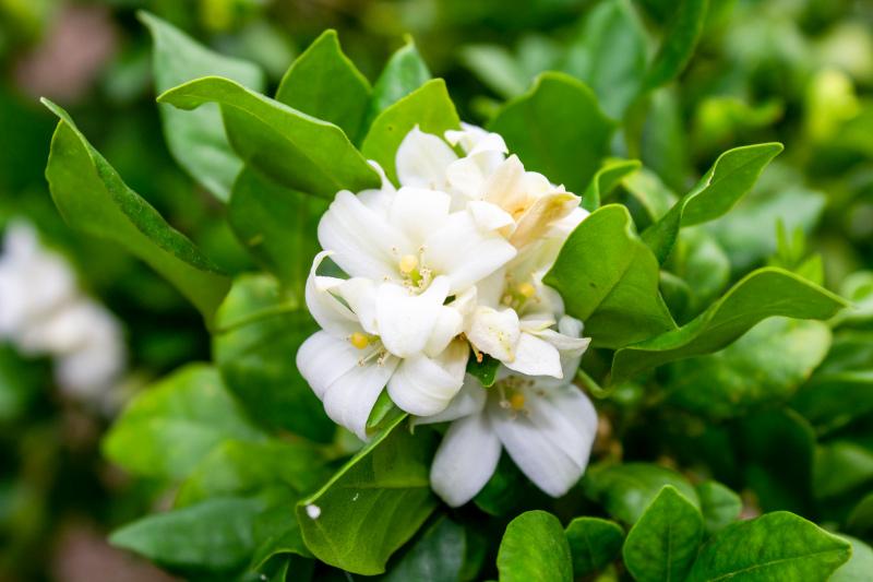 jasmine flowers backdrop elegant bright closeup 