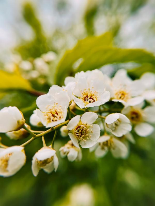jasmine flowers backdrop picture elegant modern blurred closeup 