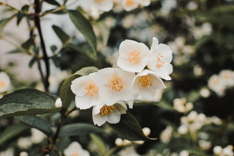 jasmine flowers picture elegant classic  