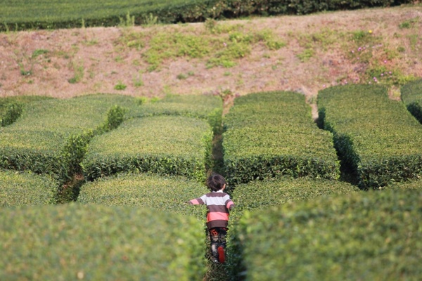 jeju green tea plantation natural 