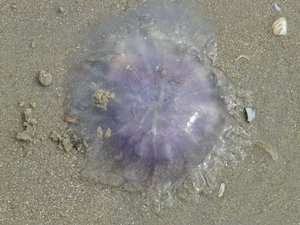 jellyfish blue jellyfish cyanea lamarckii
