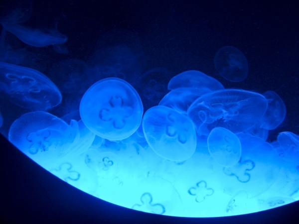 jellyfish blue water