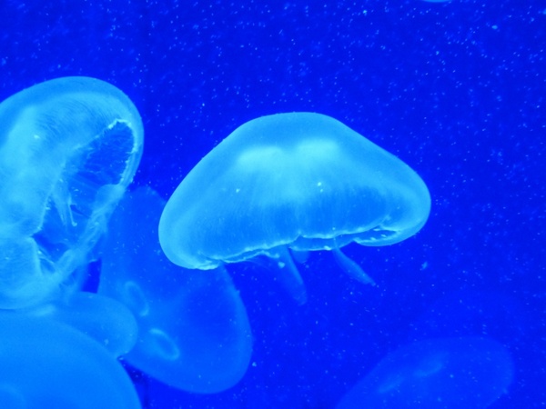 jellyfish cnidarian water
