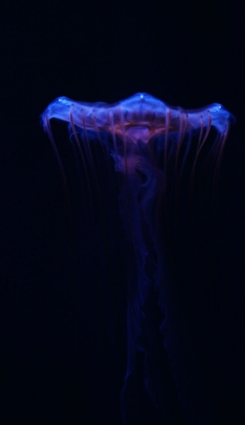 jellyfish in dark 