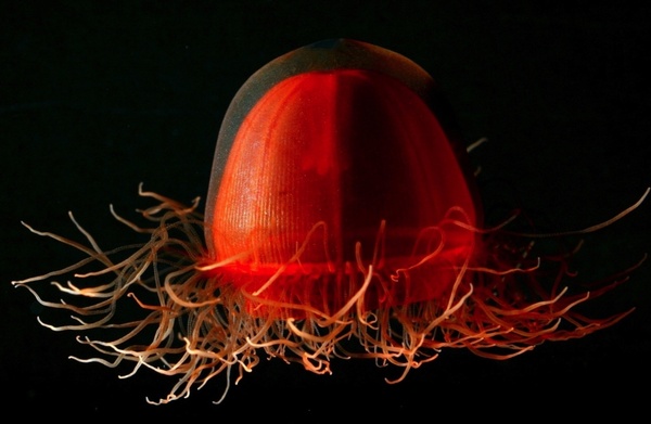 jellyfish life red