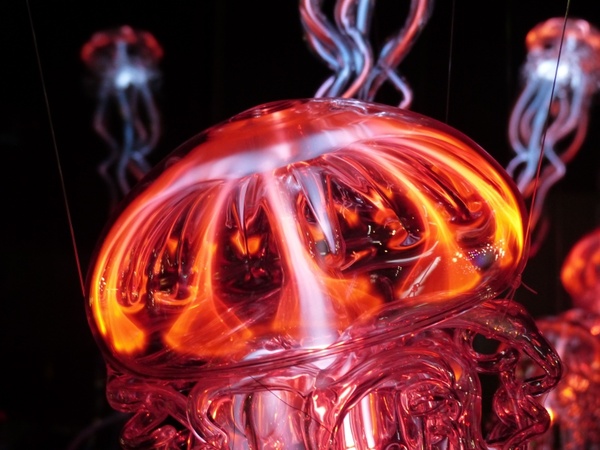 jellyfish luminous jellyfish light