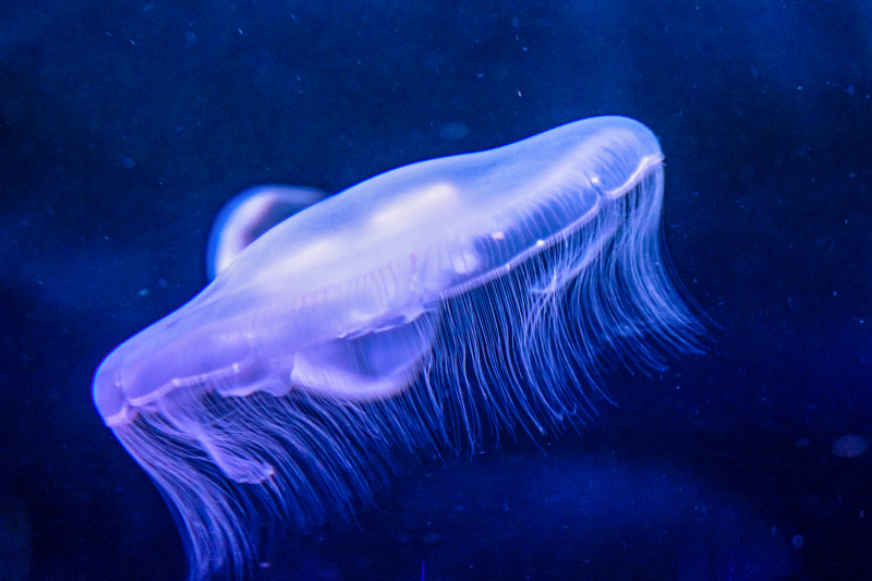 jellyfish picture dark modern
