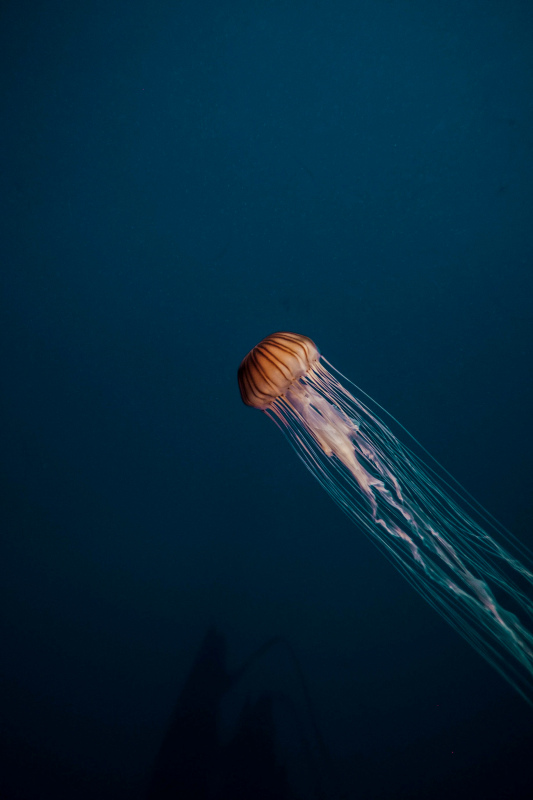 jellyfish scene picture dark dynamic elegance 