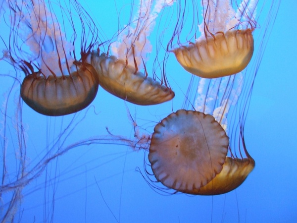 jellyfish sea animal beach
