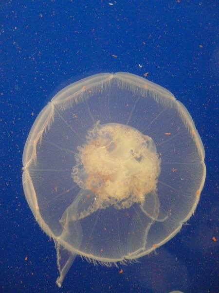 jellyfish seaside sea animal