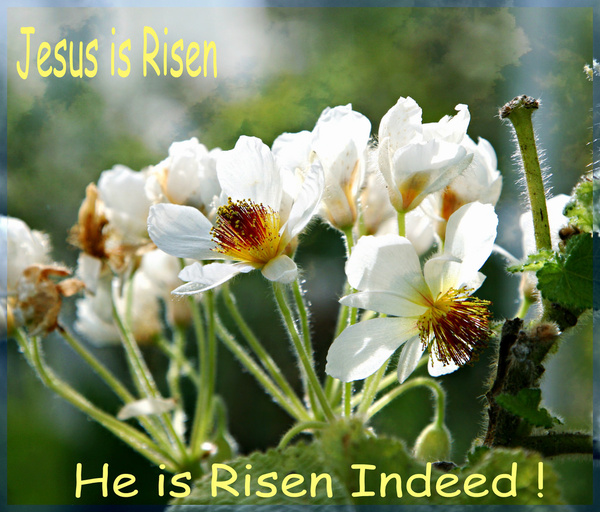 jesus is risen 