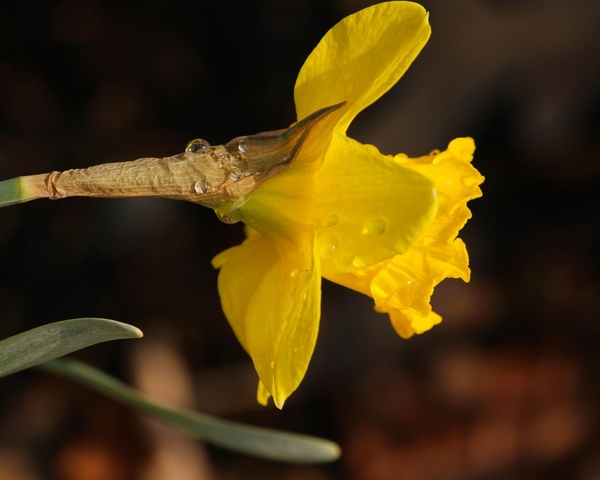 jonquil narcissus daffodil 