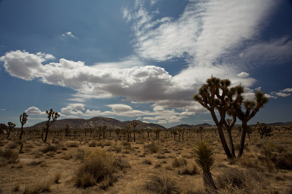 joshua tree 90600 