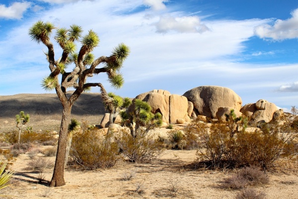 joshua tree national park mojave desert rocks