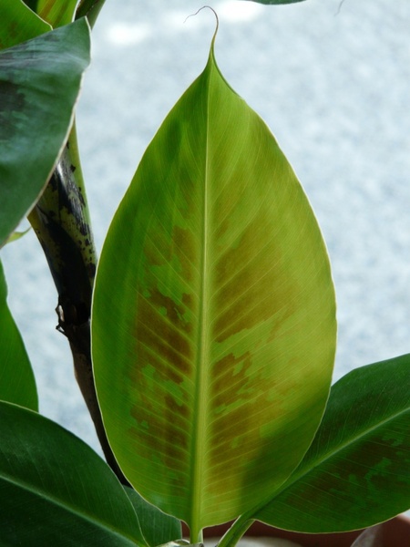 journal banana leaf green