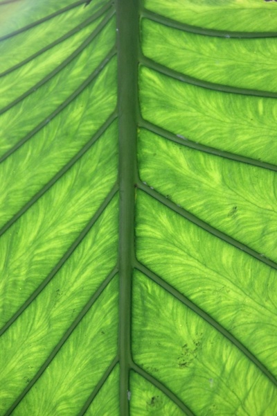 journal green leaf veins