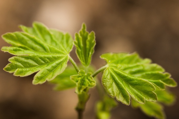 journal leaves young 