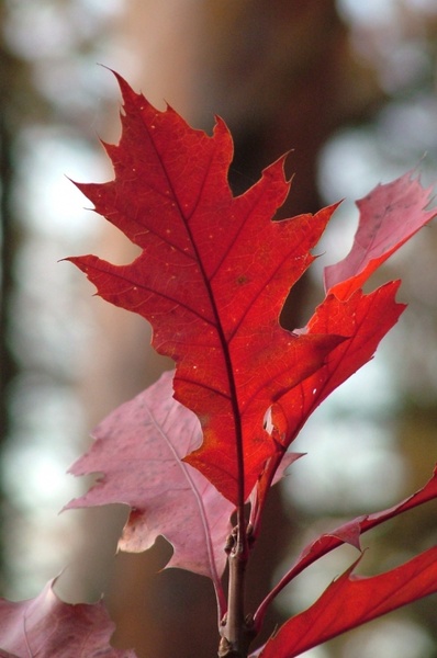 journal maple leaf red