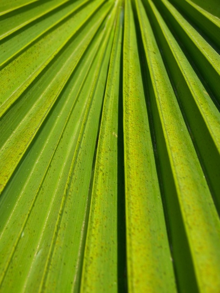 journal palm green