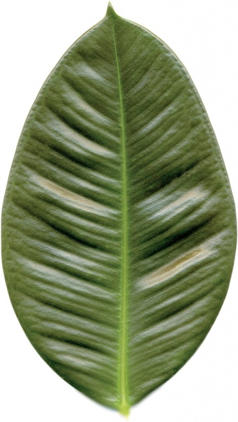 journal rubber tree green