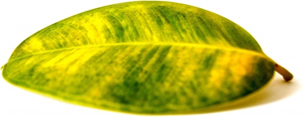 journal rubber tree plant
