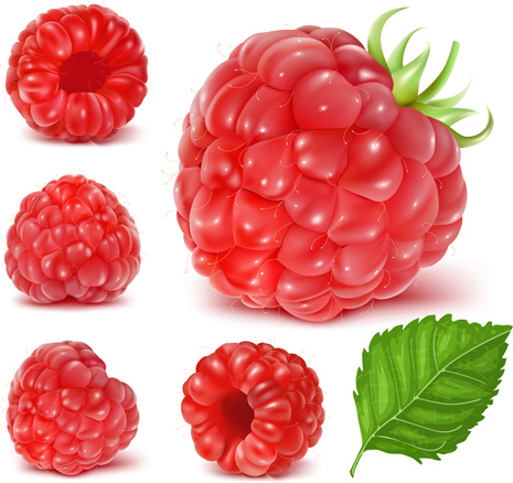 juicy red berries design vectors