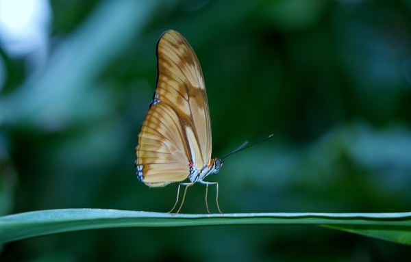 julia dryas butterflies butterfly