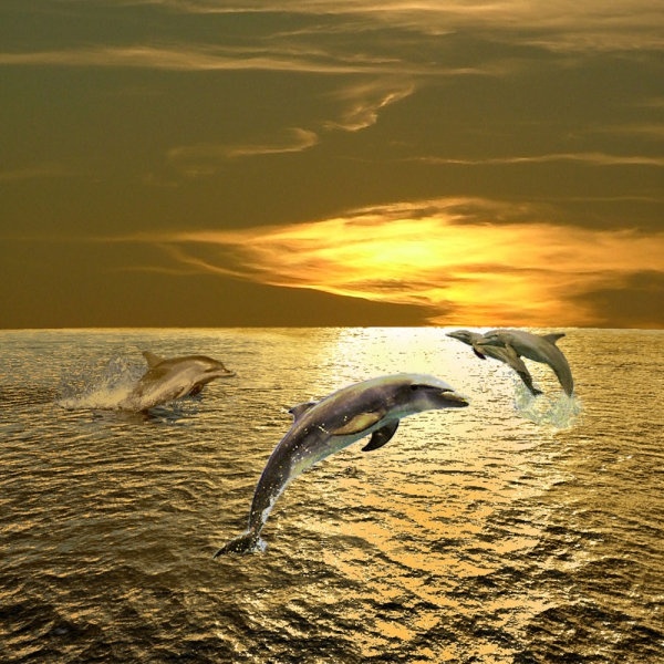 jumping dolphins 01 hd pictures