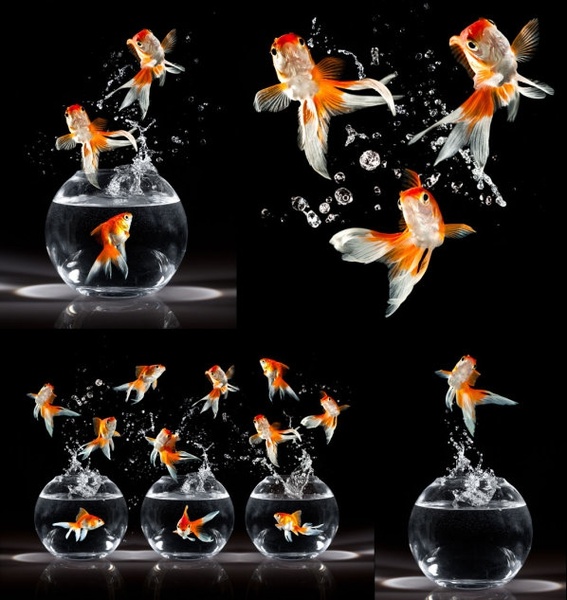 jumping goldfish hd picture