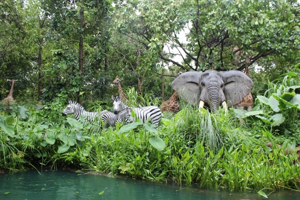 jungle animals zebra 