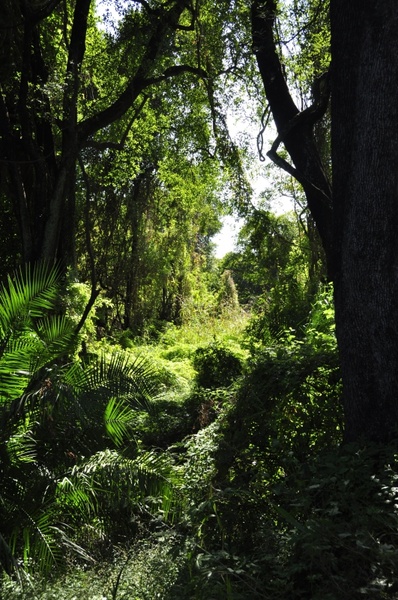 jungle nature forest