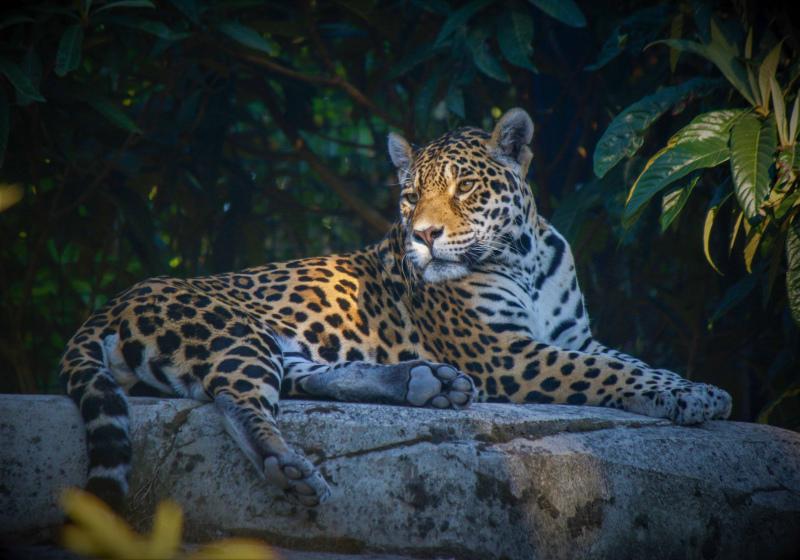 jungle scene picture backdrop lying jaguar animal scene 