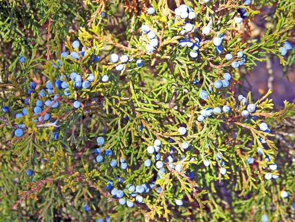 juniper berries 