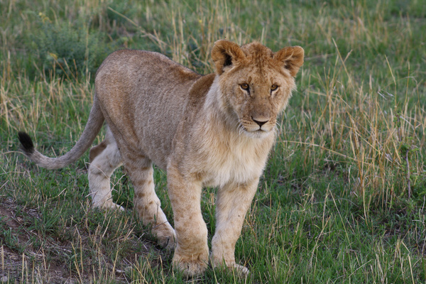 juvenile male lion