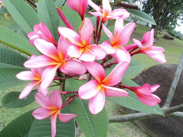 kalachuchi flower 
