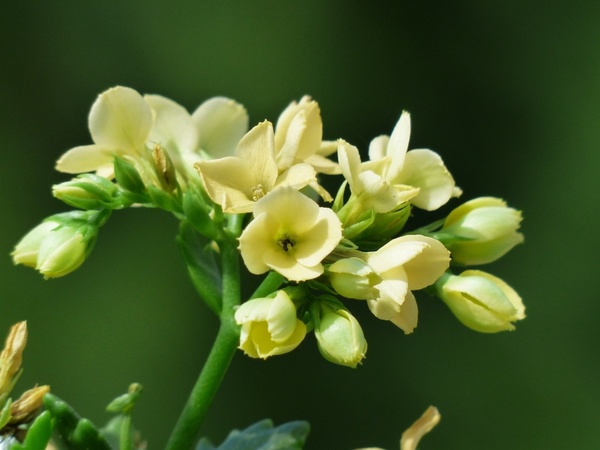 kalanchoe blossfeldiana flowers yellow