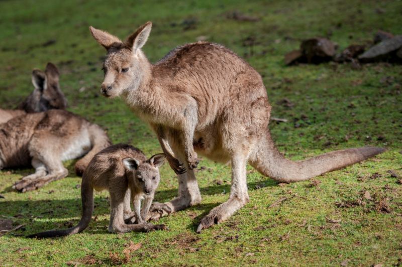 kangaroo herd picture modern realistic  