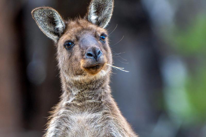 kangaroo picture backdrop cute face closeup 