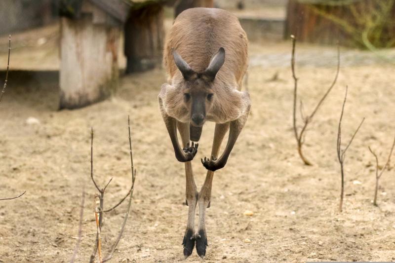 kangaroo  picture dynamic jumping gesture 