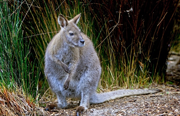 kangaroo wallaby wallabia bicolor